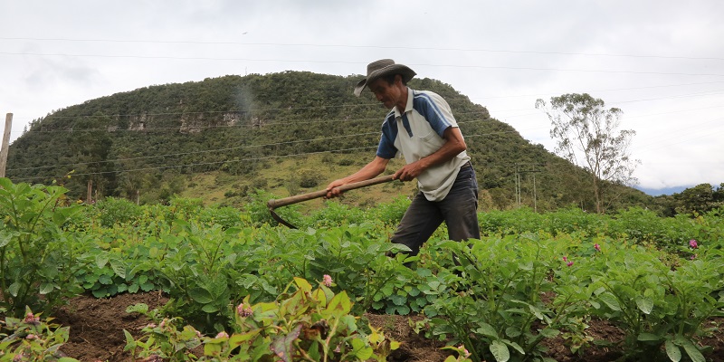 Unlocking the Potential: Insurance in the Agro Sector for Agricultural Recovery